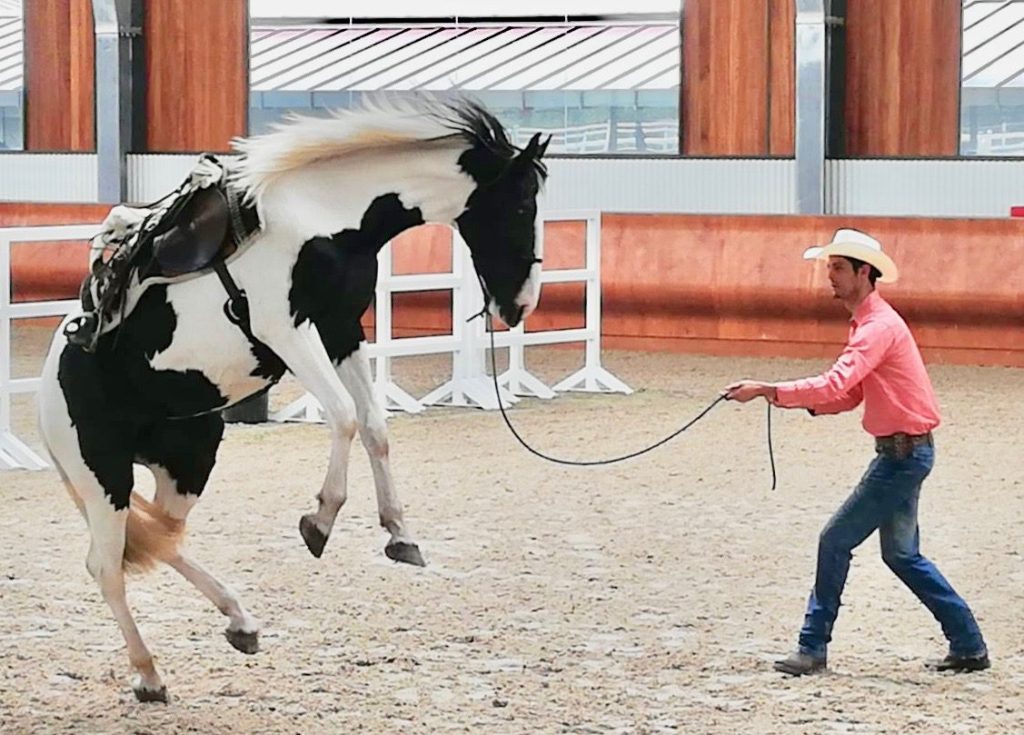 GOBIERNO ESTATAL PROMUEVE PRODUCCIÓN EQUINA DE SLP EN LA FENAPO 