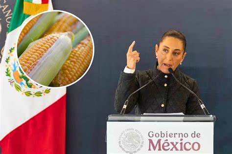 Claudia Sheinbaum refuerza la prohibición del maíz transgénico en México