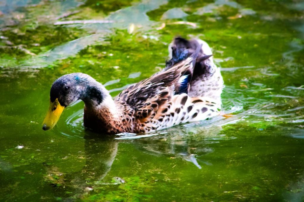 LLUVIAS REVITALIZAN LA NATURALEZA EN PARQUES TANGAMANGA