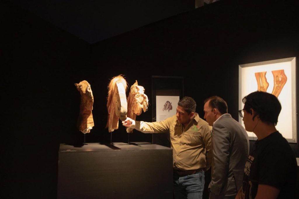 BODY WORLDS: ANIMAL INSIDE OUT, 2X1 EN SUS ÚLTIMAS SEMANAS
