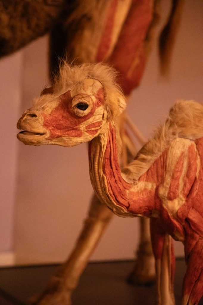 GRAN NOCHE ASTRONÓMICA EN MUSEO LABERINTO.