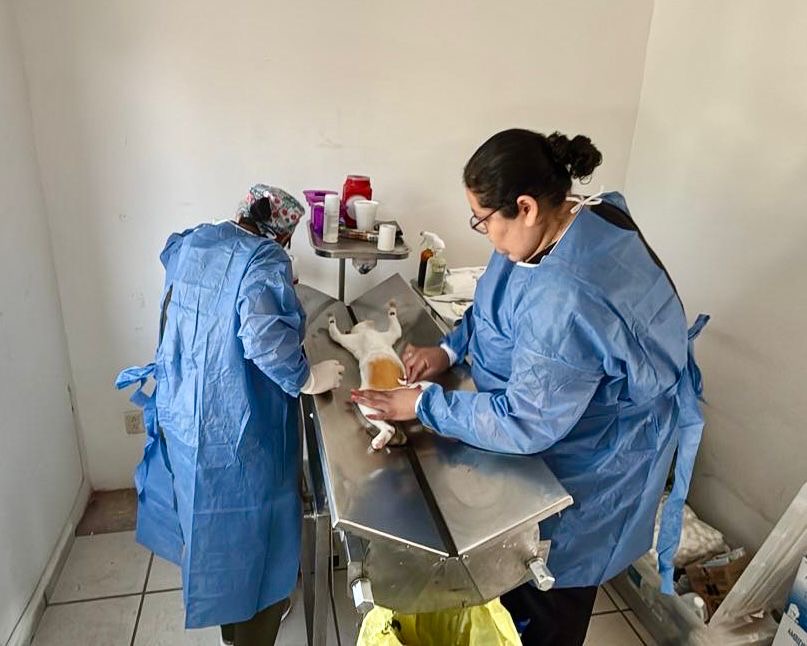 VILLA DE POZOS AVANZA EN EL CUIDADO ANIMAL